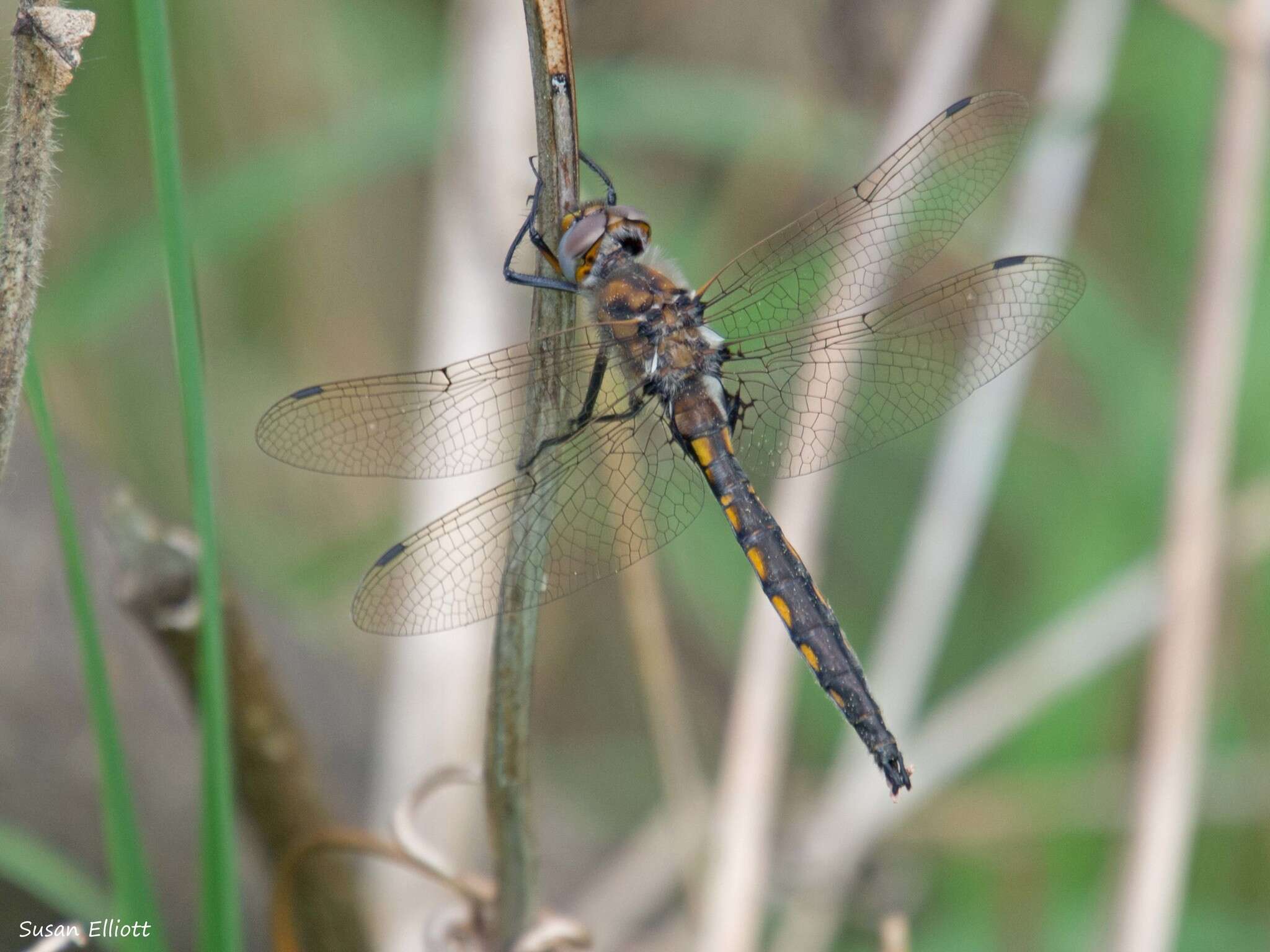 Image of Beaverpond Baskettail