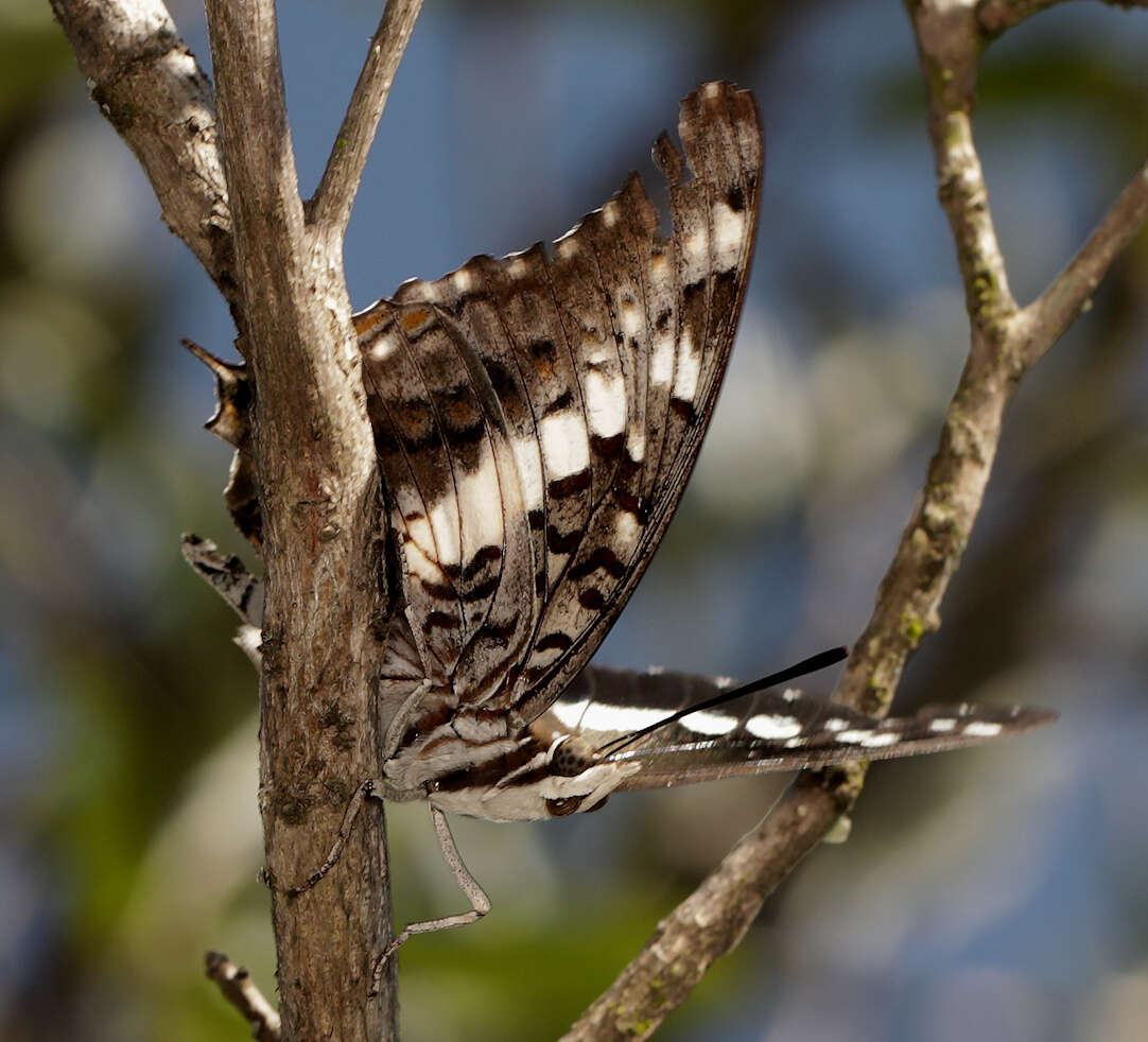 Imagem de <i>Charaxes <i>achaemenes</i></i> achaemenes