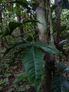 Image of Philodendron hylaeae G. S. Bunting