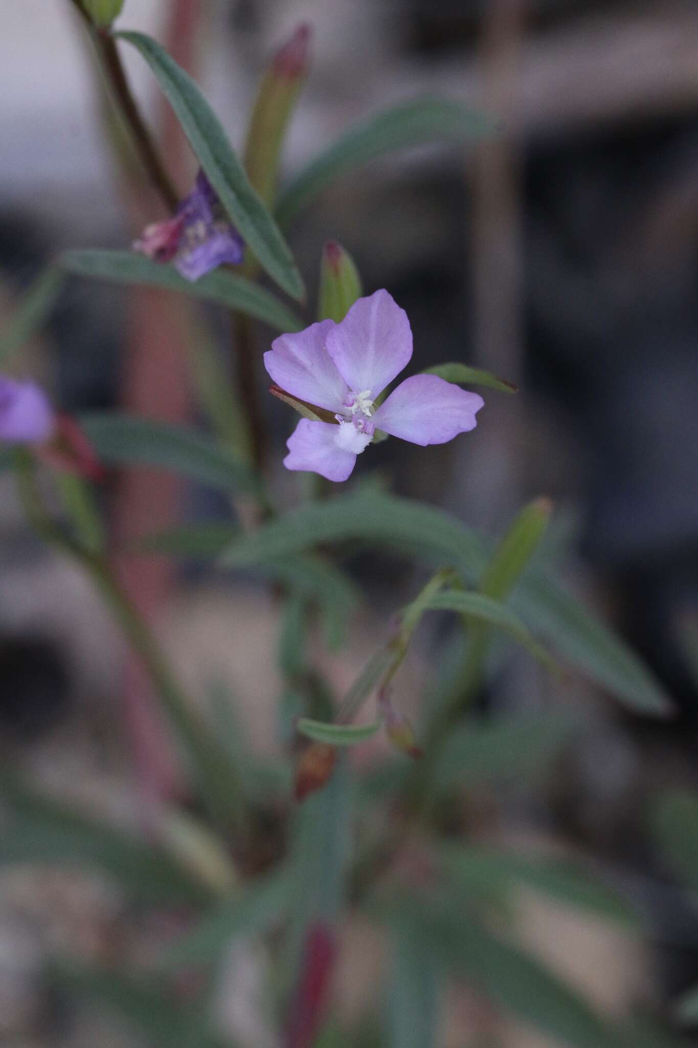 Image of Waltham Creek clarkia