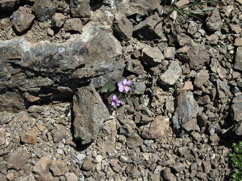 Image of Flett's Violet