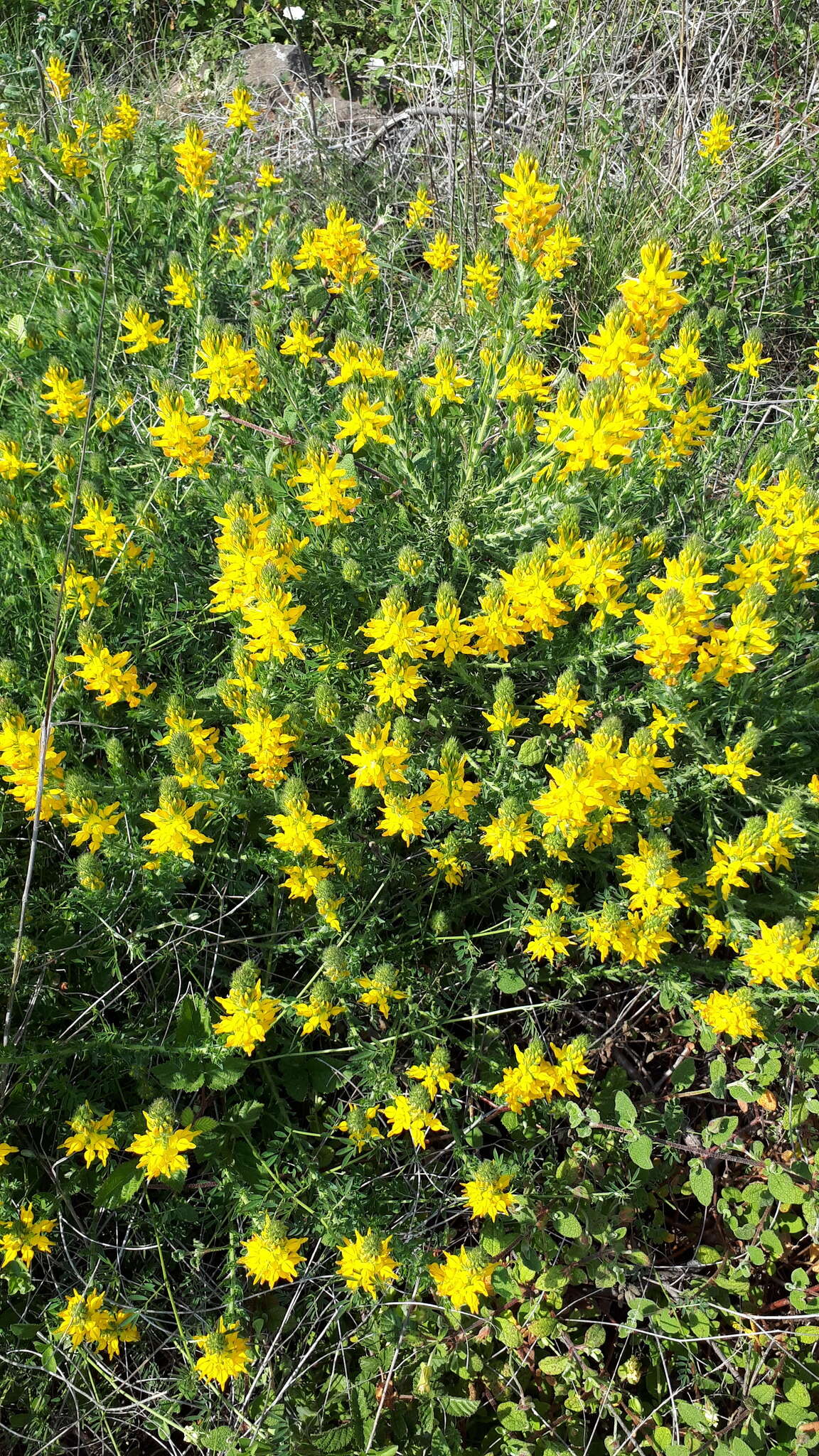 Image of Genista tournefortii Spach