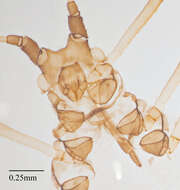 Image of Aphid