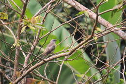 Image of Yellow-winged Tanager