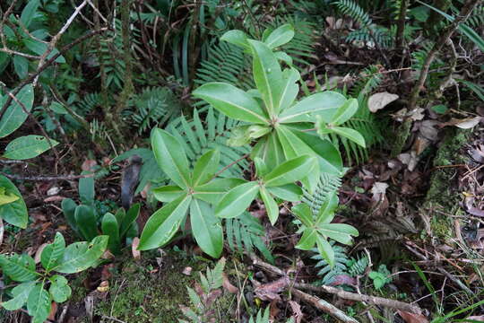 Image of Foetidia mauritiana Lam.