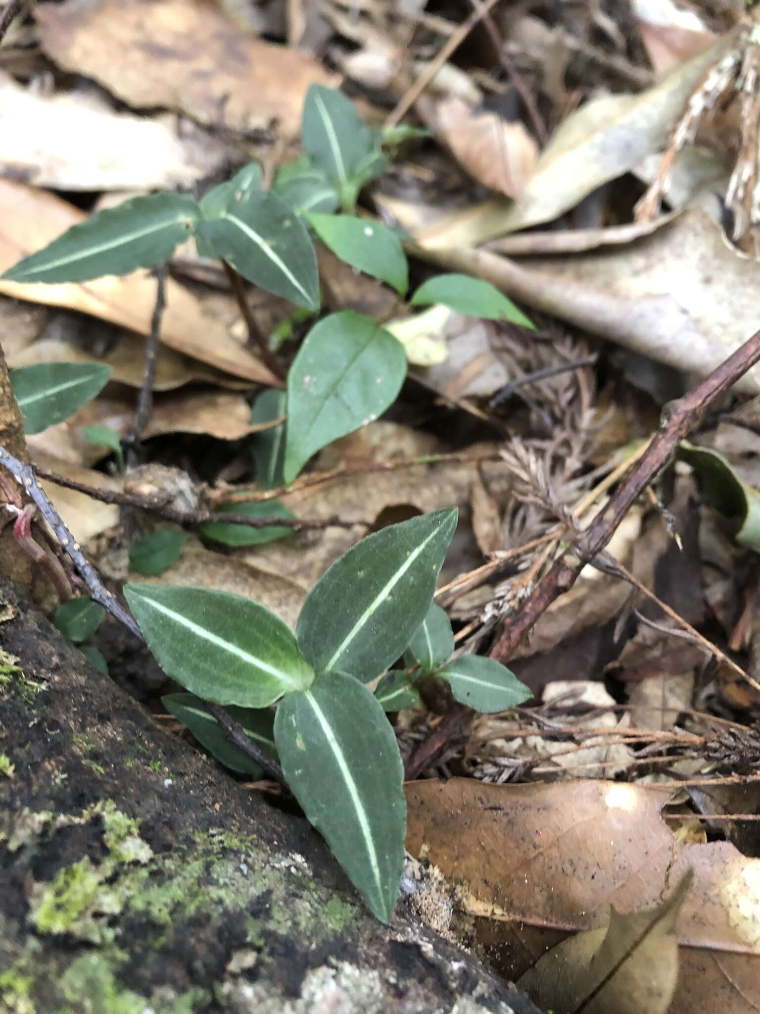 Слика од Goodyera similis Blume