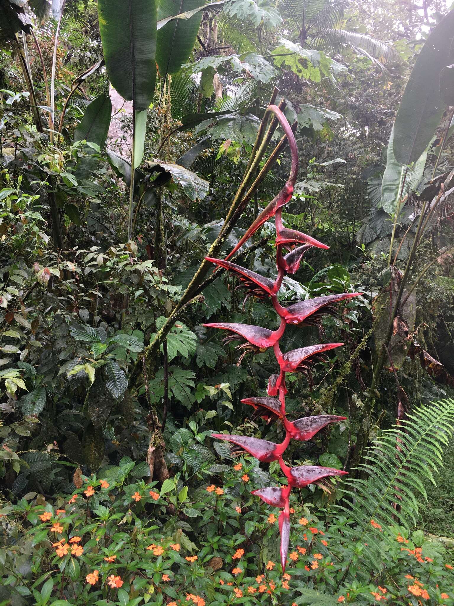 Image of Heliconia griggsiana L. B. Sm.