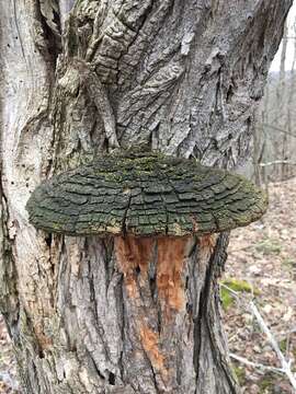 Image of Phellinus robiniae (Murrill) A. Ames 1913