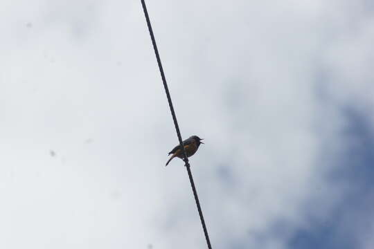 Image of Hodgson's Redstart