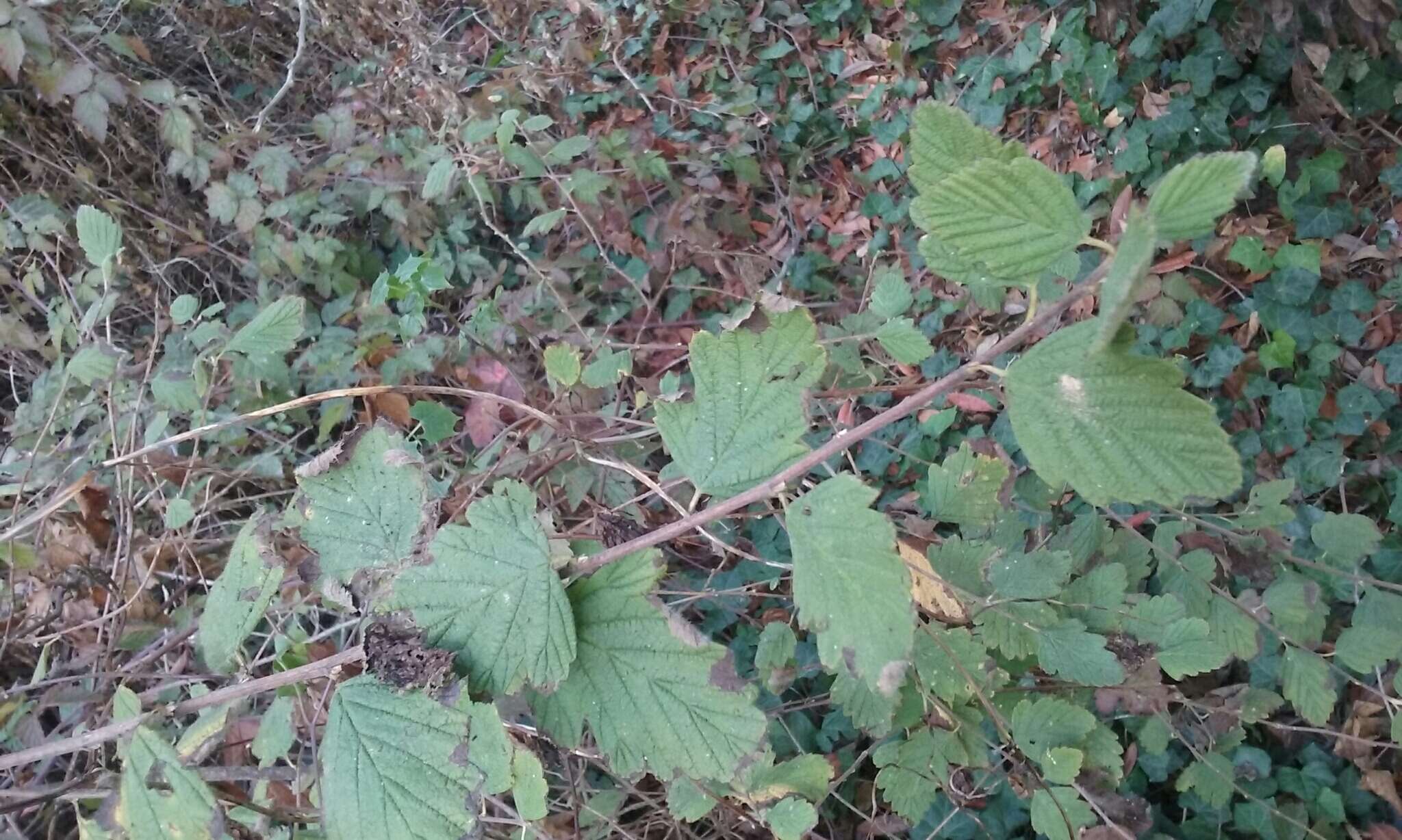 Plancia ëd Holodiscus discolor var. discolor