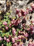 Image of Origanum libanoticum Boiss.