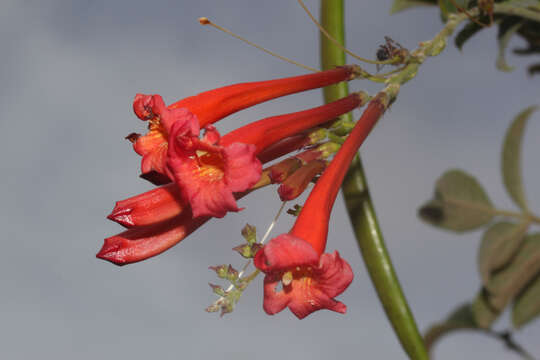 Image de Tecoma tenuiflora (A. DC.) Fabris