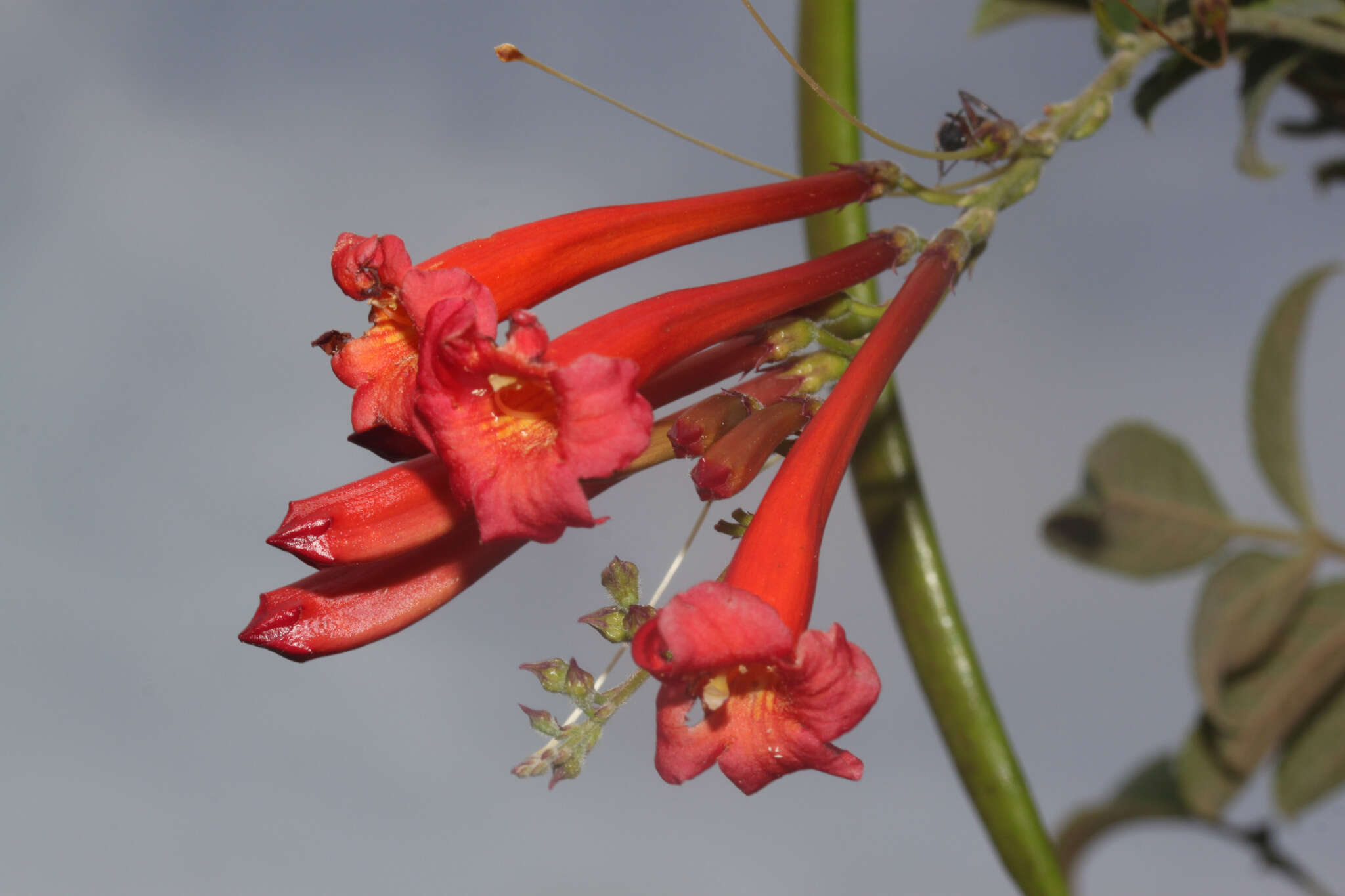 Image of Tecoma tenuiflora (A. DC.) Fabris