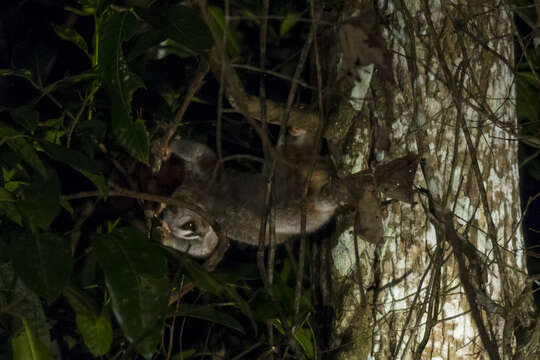 Image of Ashy Slow Loris