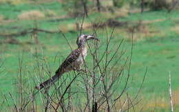 Image of African Grey Hornbill