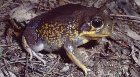 Image of Western Marsh Frog