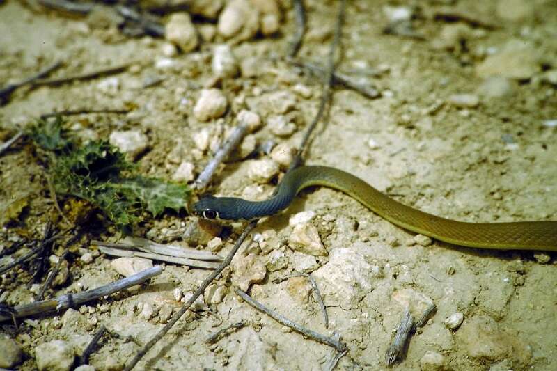 Image of Platyceps najadum dahlii (Schinz 1833)