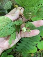 Plancia ëd Schizomyia eupatoriflorae (Beutenmuller 1907)