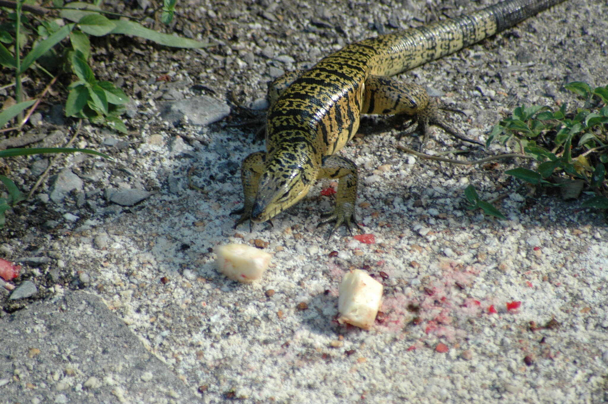 Image of Cryptic golden tegu