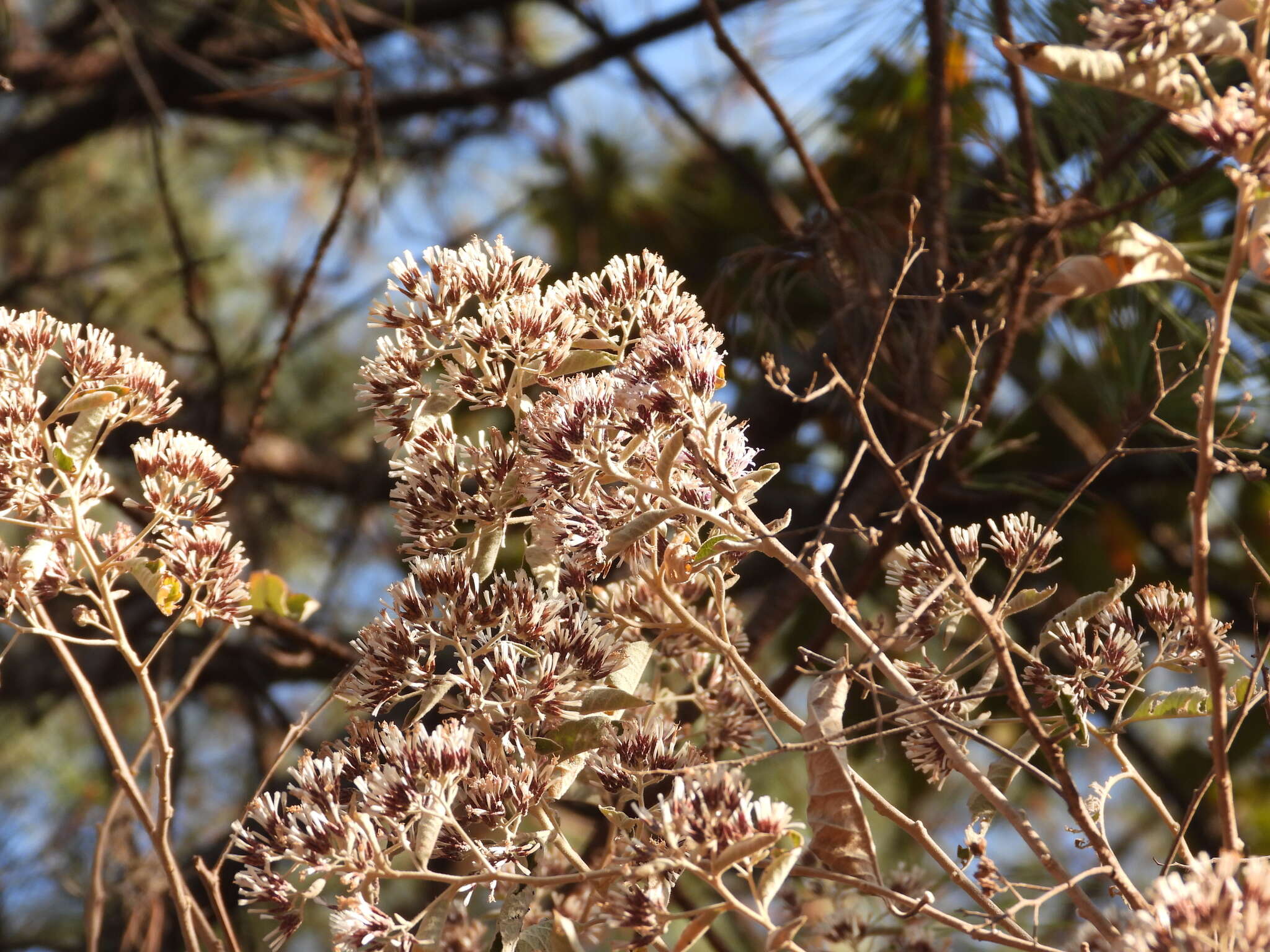 Eremosis tomentosa (La Llave & Lex.) Gleason resmi