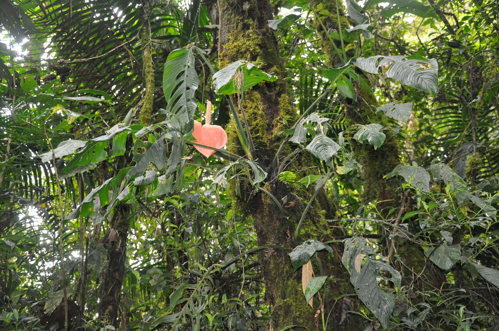 Image of Monstera oreophila Madison