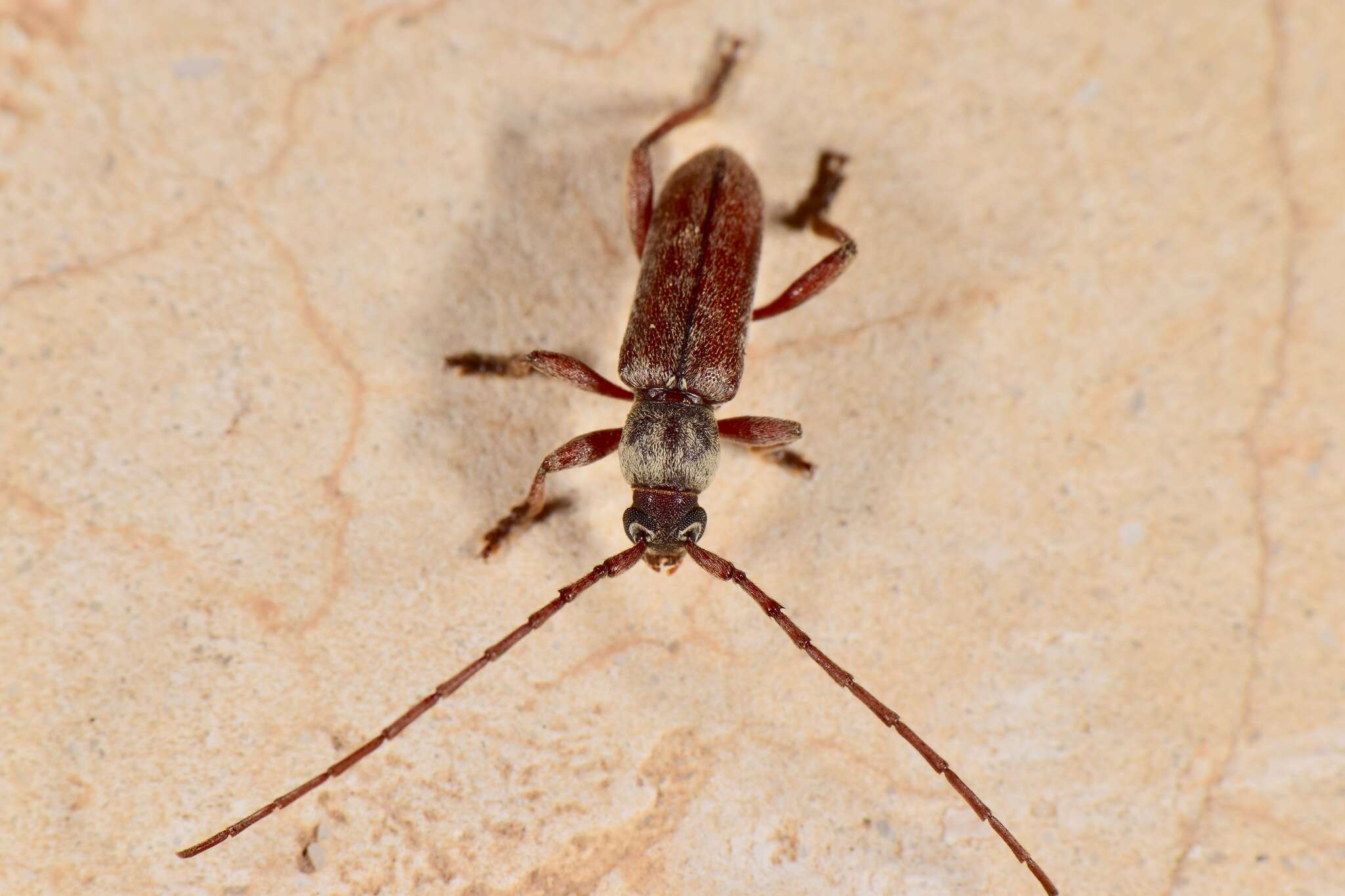 Plancia ëd Anelaphus badius Chemsak 1991