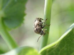 Image of Pea weevil