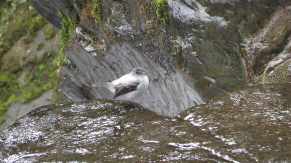 Image of Torrent Tyrannulet