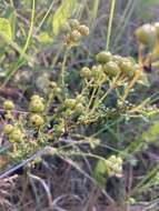 Image of littleleaf buckbrush