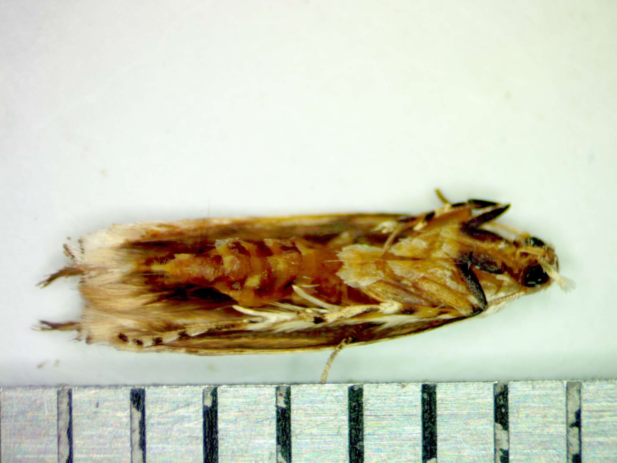 Image of Red-streaked Mompha