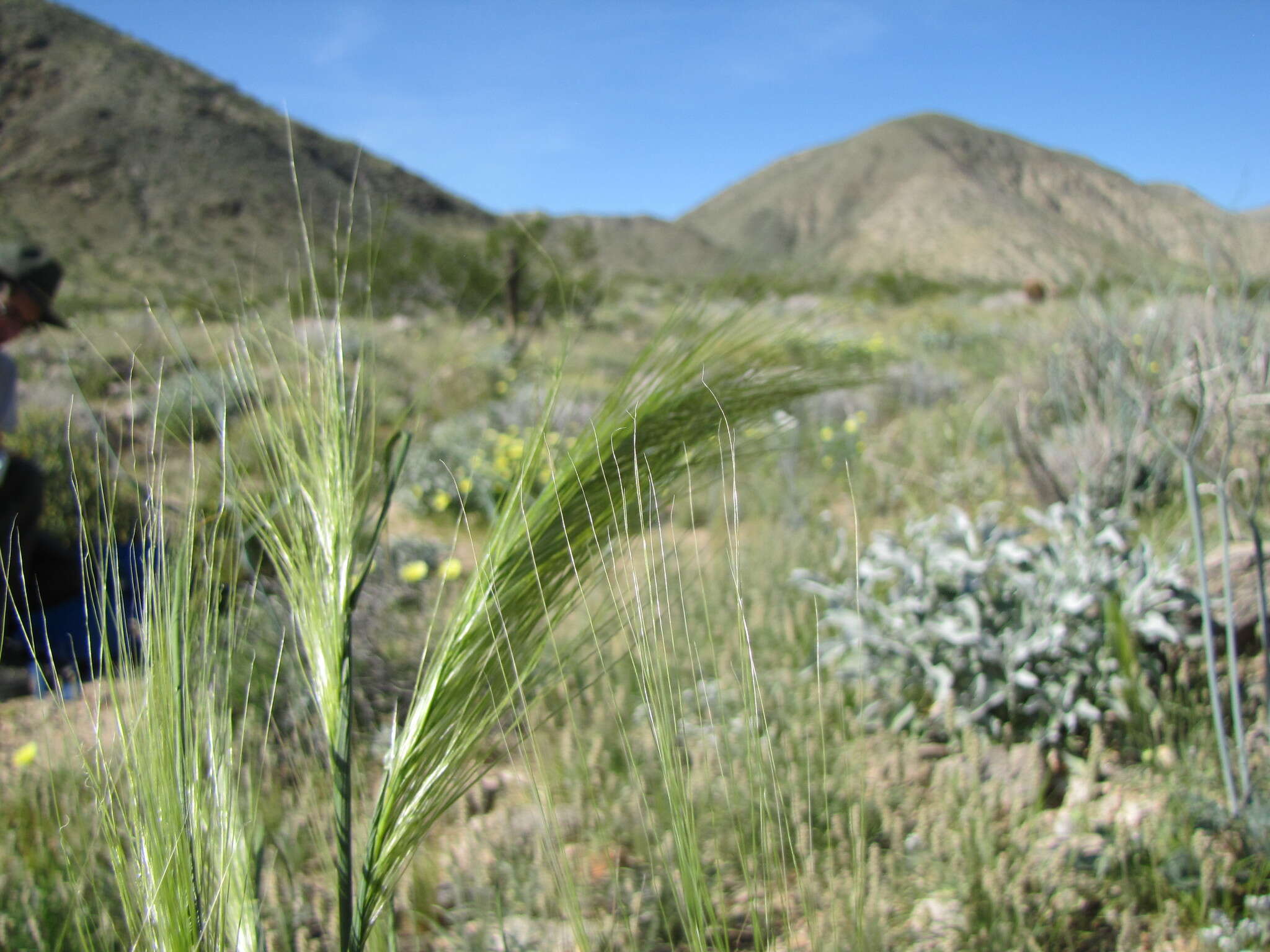 صورة Stipellula capensis (Thunb.) Röser & Hamasha