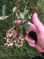 Viburnum nudum var. cassinoides (L.) Torr. & A. Gray的圖片