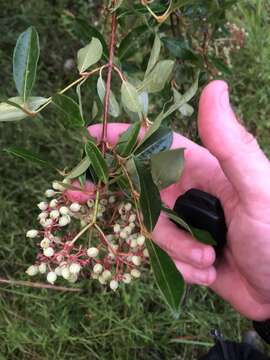 Imagem de Viburnum nudum var. cassinoides (L.) Torr. & A. Gray