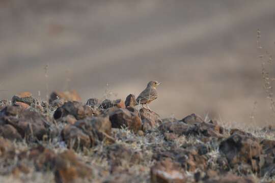 Image of Rufous-tailed Lark