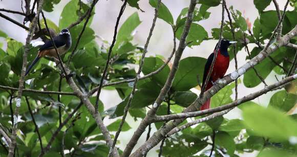 Image of Oriolus traillii ardens (Swinhoe 1862)