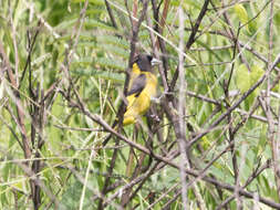 Image of Black-headed Siskin