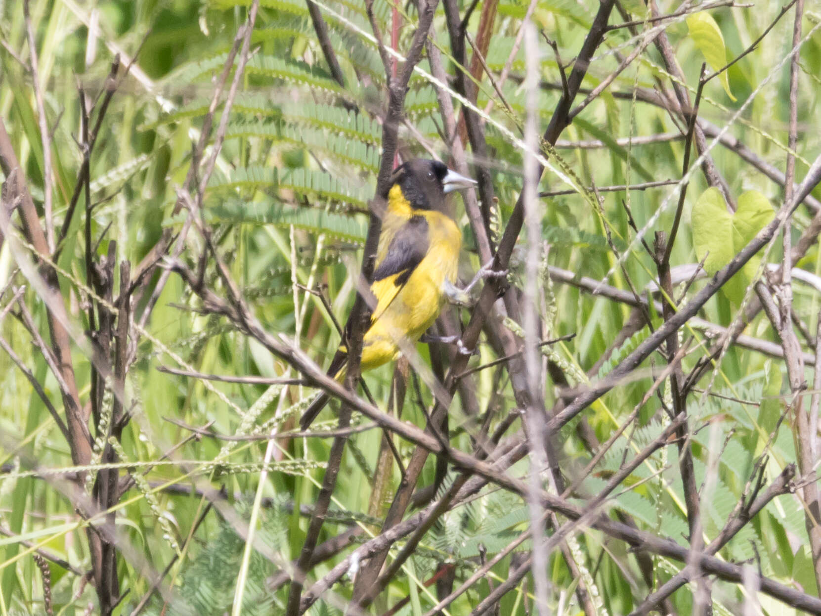 Image of Black-headed Siskin