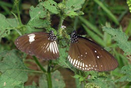 Sivun Euploea algea menetriesii Felder, C., Felder & R. 1860 kuva