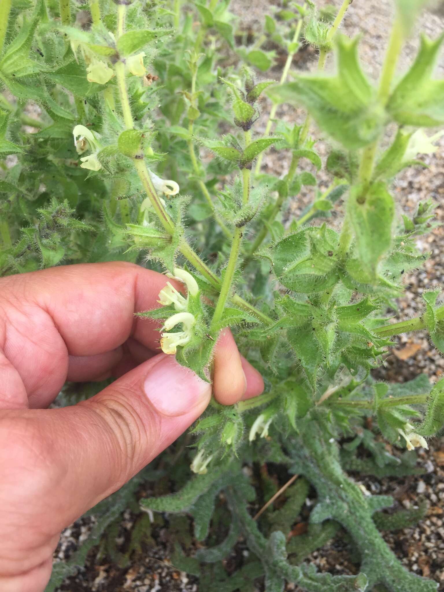 Image de Salvia ceratophylla L.