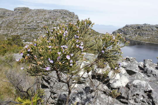 Plancia ëd <i>Psoralea congesta</i>