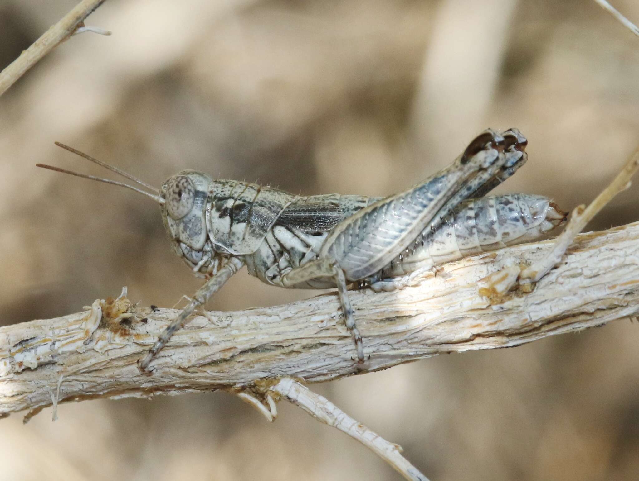 Image of Arid Lands Spur-Throat Grasshopper