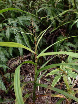 Image of Scleria radula Hance