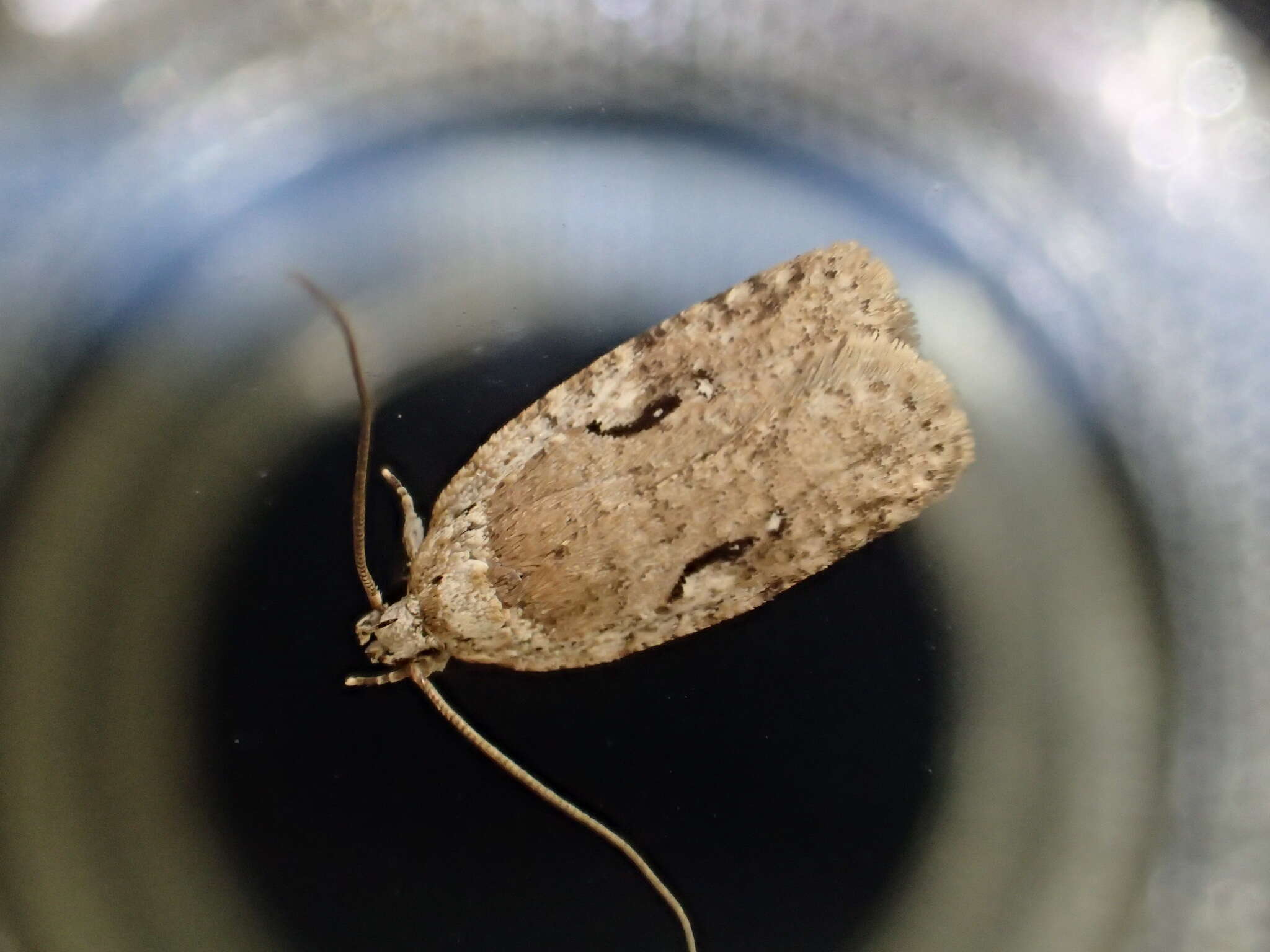 Image of Agonopterix curvilineella Beutenmüller 1889