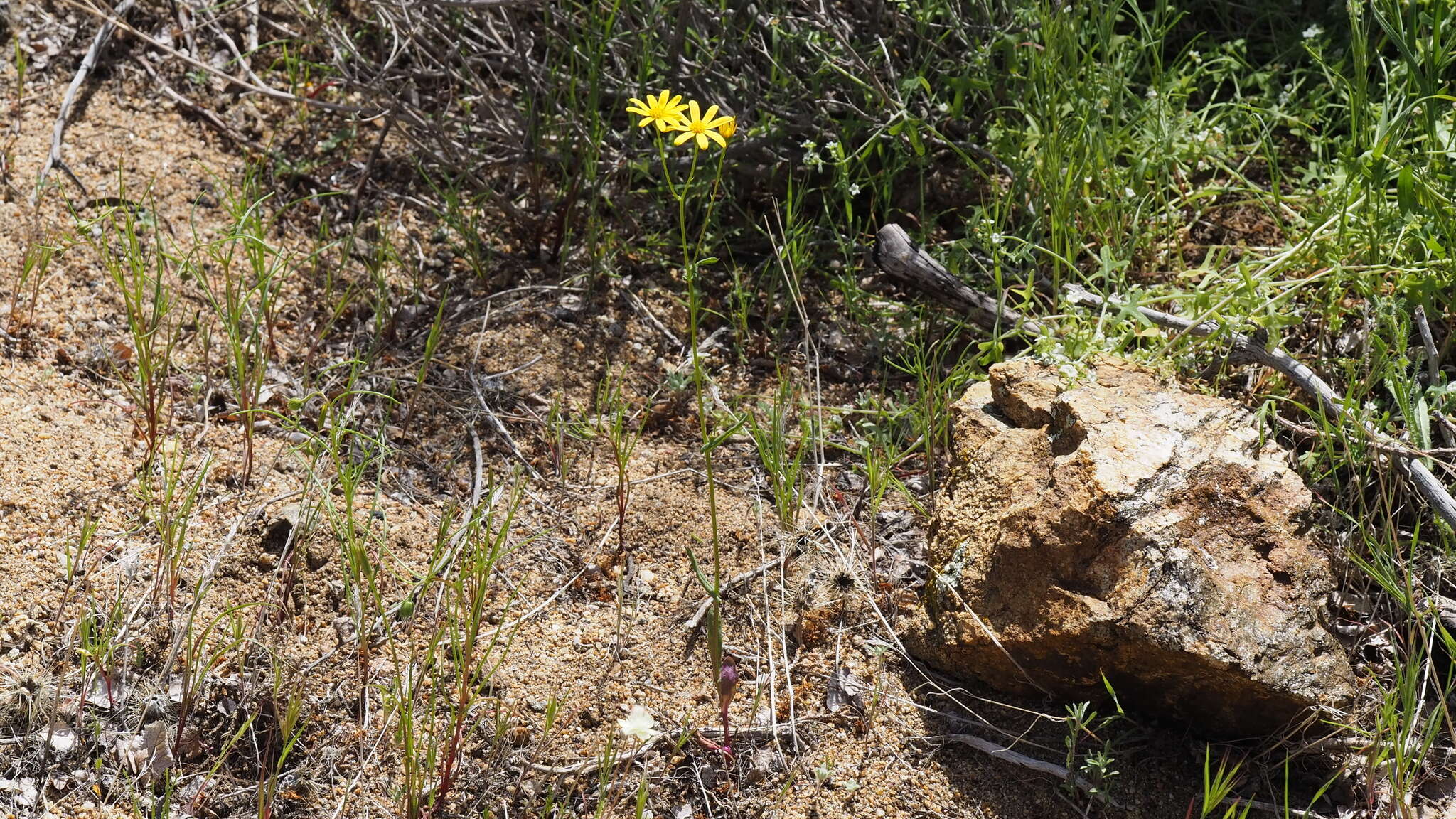 Image of California ragwort