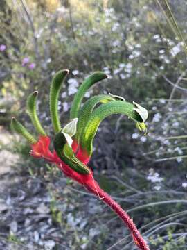 Image of Anigozanthos manglesii D. Don