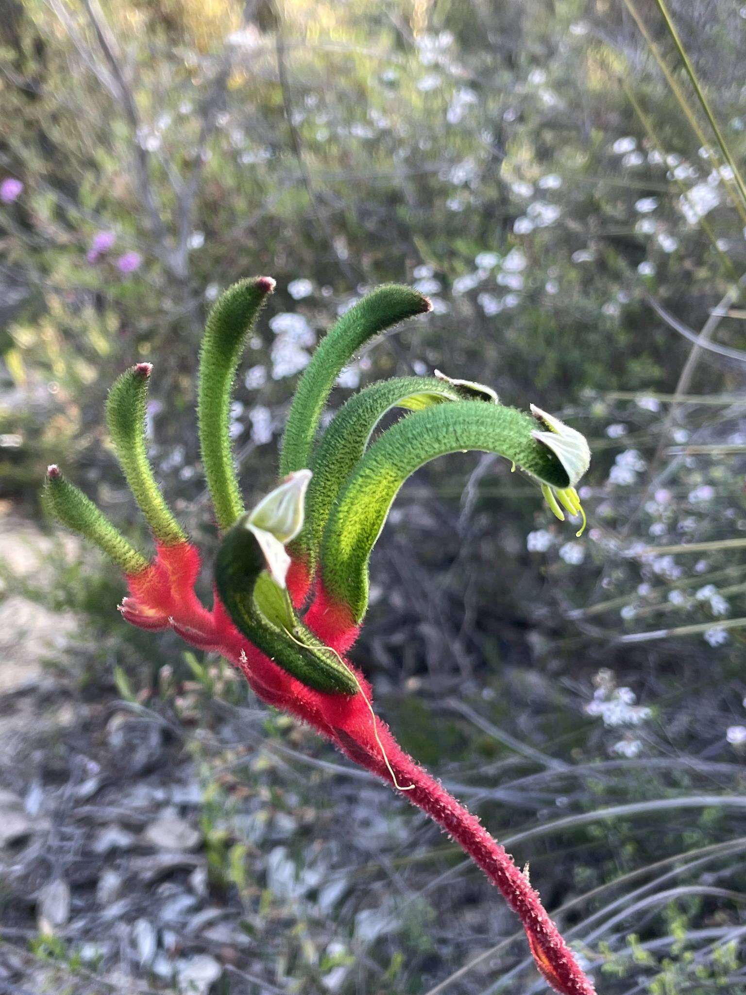 Plancia ëd Anigozanthos manglesii D. Don