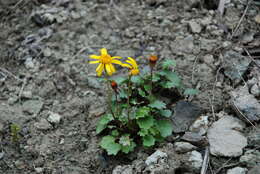 Image of Dwarf Arctic Groundsel