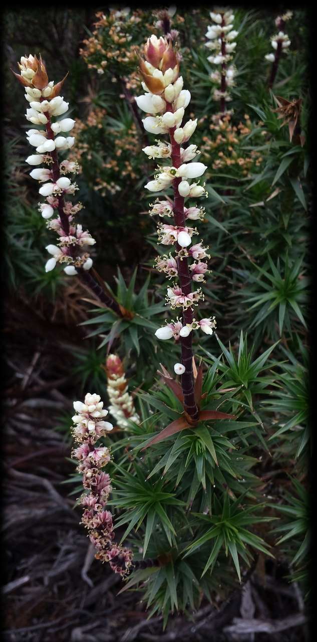 Image of candle heath