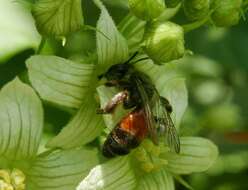 Image of Andrena florea Fabricius 1793