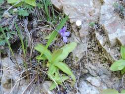 صورة Pinguicula mundi G. Blanca, M. Jamilena, M. Ruiz-Rejan & R. Zamora